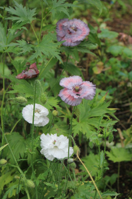 Papaver nicht Amazing Grey_Mischung.JPG
