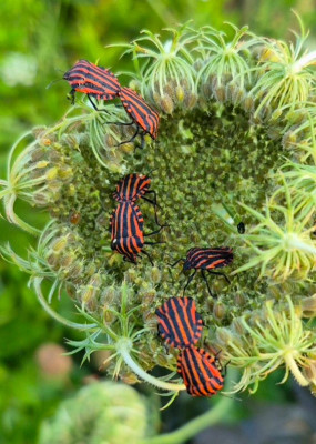 20250815_095521 Graphosoma italicum.jpg