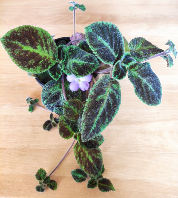 Epsicia Emerald Velvet.jpg