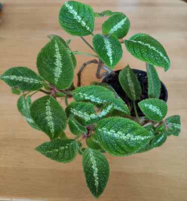 Episcia La soledad green.jpg