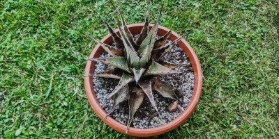 agave-neomexicana.jpg