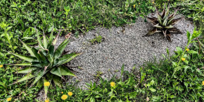 agave-vertrocknet.jpg