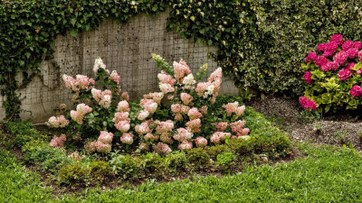 hydrangea.paniculata.sundae.fraise.jpg