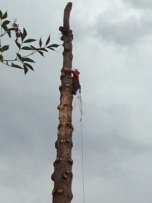 Cca. 25 m hoch