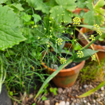 Seseli gracile  b 20240726_140541.jpg