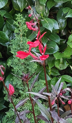 Lobelia rot