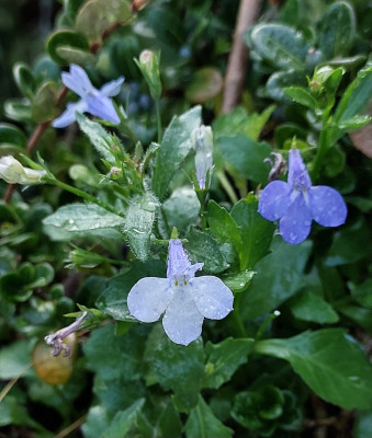 Lobelia von irgendwoher