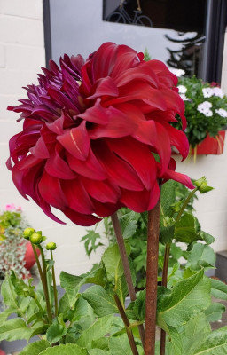 Dahlia Bohemian spartacus