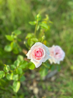 IMG_0159.jpeg