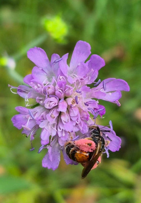 20250816_161404 Andrena hattorfiana.jpg