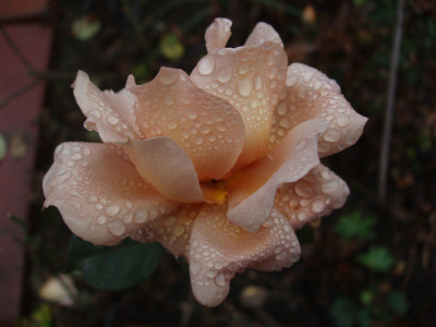 juliasrose_20081115.jpg