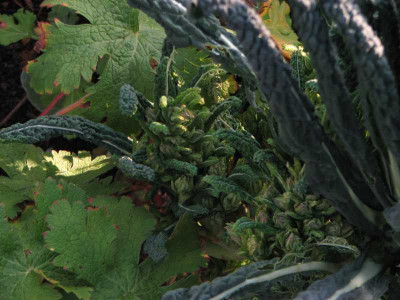 nero_di_toscana_rosulata.jpg