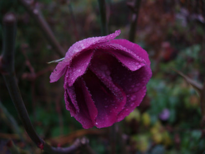 rib_20081116.jpg