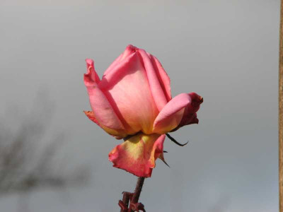 compassion_20081116.jpg