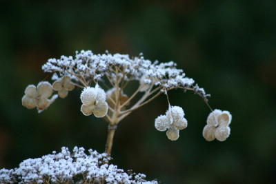 Hort-Dez-3.jpg