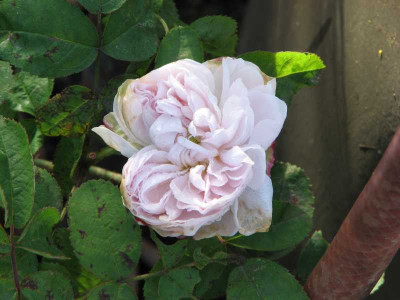 marie_de_st_jean_2008.jpg