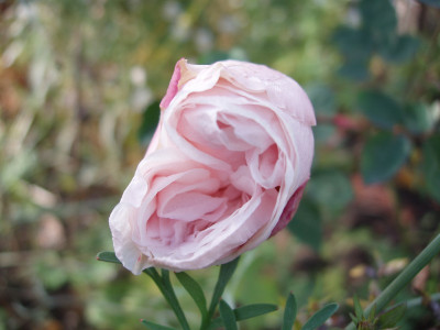 sdlm_20081116.jpg