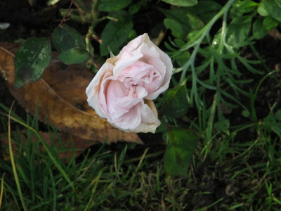 sdlm2_20081116.jpg