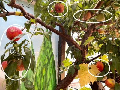 Nektarinen_Pfirsichbaum.jpg