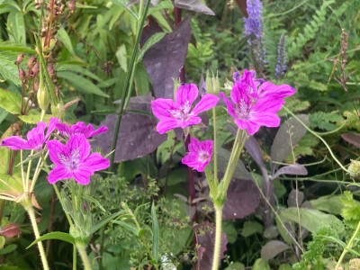 IMG_0820.jpeg