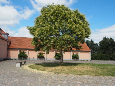Sophora 17.8.25 ue.JPG