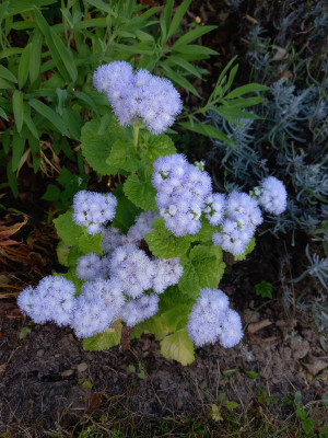 20250817_091059[1].jpg