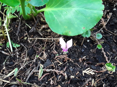 C. Hederifolium