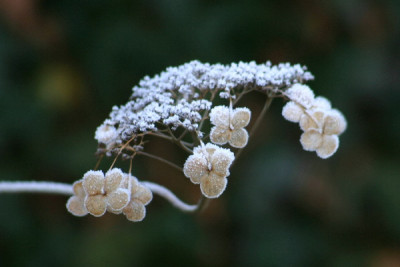 Hort-Dez-5.jpg