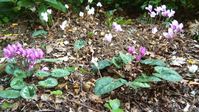 Hedis und Purpurascens