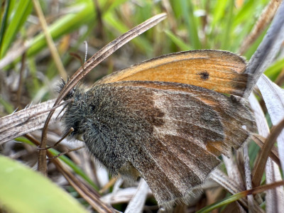 Kleines Wiesenvögelein