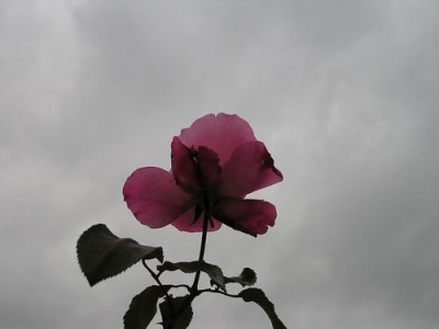 P1010001x.jpg