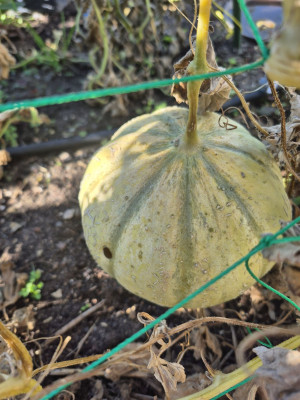 Melone mit Loch.jpg
