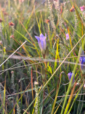 Lungen-Enzian (Gentiana pneumonanthe