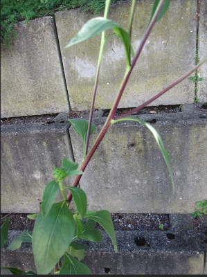Helianthus Monarch3JPG.JPG