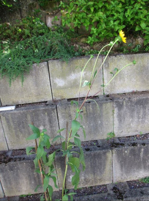 Helianthus Monarch2.JPG