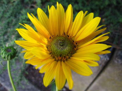 Helianthus Monarch1.JPG