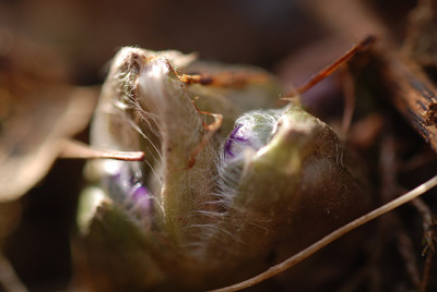 hepatica_im_winter.jpg