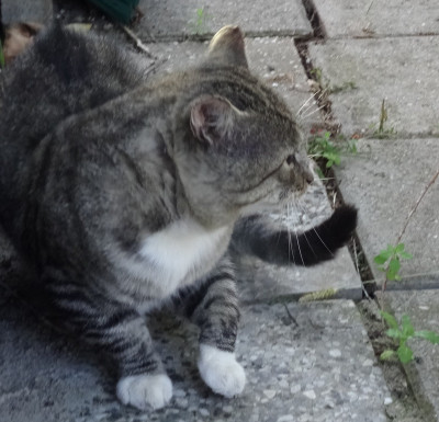 lilly09.jpg