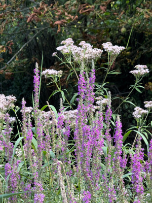 Lythrum und Eupatorium