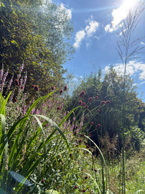 Sanguisorba und Molinia