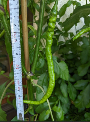 Paprika ex China 1.jpg