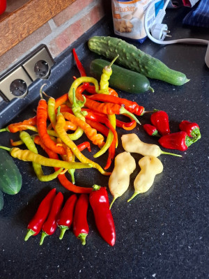 250802_Chili.jpg