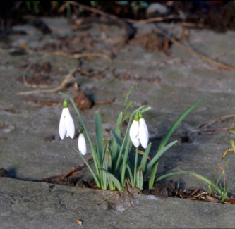 Uberlebenswille_von_Galanthus_in_Myddelton_House_Garden_klein.jpg