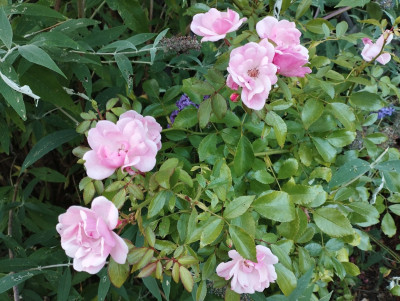 Diese Strauchrose verschwindet meist im Laufe des Sommers in der Buddleja.