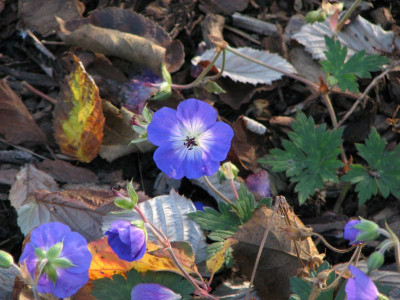 novemberblau2008.jpg