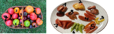 Tomate 1.jpg