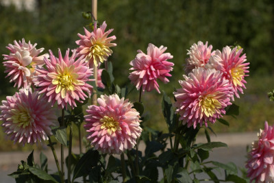 3Q7A8954.jpg