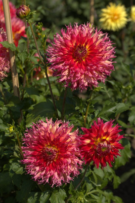 3Q7A8956.jpg