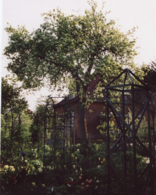 Birnenbaum.jpg