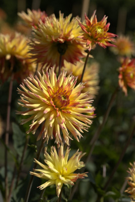 3Q7A8972.jpg